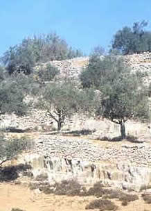 Panorama della Terra Santa